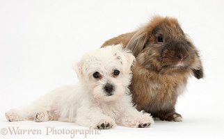 Cute white Bichon x Yorkie puppy and rabbit