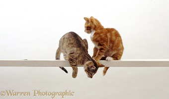 Two cats looking down from a high narrow shelf