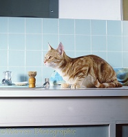 Ginger cat up by the bathroom sink
