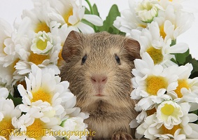 Cute baby agouti Guinea pig among daisy flowers
