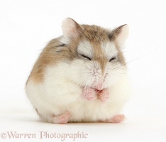 Sleepy Roborovski Hamster