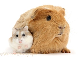 Ginger Guinea pig and Roborovski Hamster