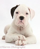 Black eared white Boxer puppy