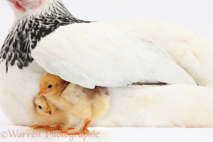 Two yellow chicks under wing of mother hen