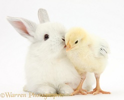 White rabbit kissing a yellow bantam chick