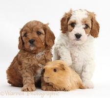 Cute Cavapoo puppies with a Guinea pig