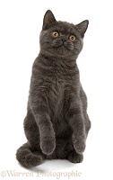 Grey kitten with raised paws