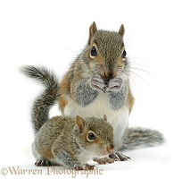 Grey Squirrel and baby