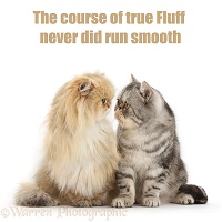Shakespeare cat - Course of true fluff never did run smooth