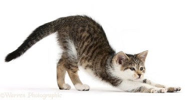 Tabby-and-white kitten stretching