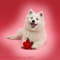 White Japanese Spitz dog with a red rose pink background