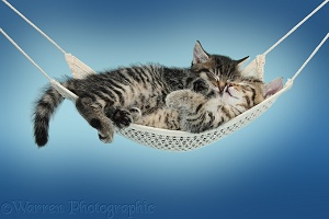 Cute tabby kittens sleeping in a hammock blue background