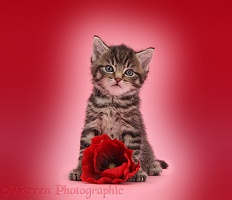 Cute tabby kitten, 6 weeks old, with poppy flower