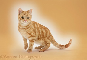 Ginger cat on orange background