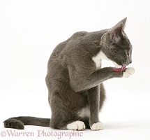 Blue-and-white Burmese-cross cat washing a paw