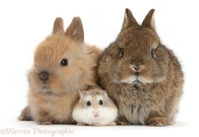 Roborovski Hamster with cute baby bunnies