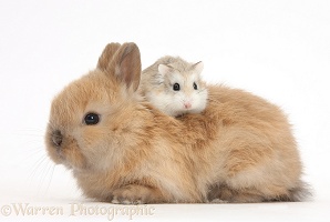 Roborovski Hamster riding on the back of cute baby bunny