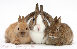 Mother Netherland Dwarf rabbit and baby bunnies