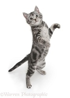 Silver tabby kitten standing and reaching up