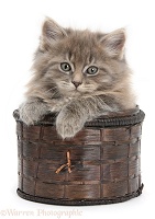 Maine Coon kitten, 7 weeks old, in a basket