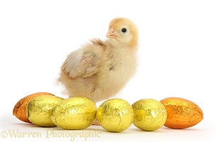 Yellow bantam chick with Easter eggs