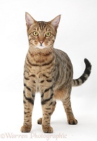 Bengal male cat standing