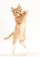 Ginger kitten leaping and grasping