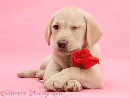 Yellow Labrador Retriever pup with a rose