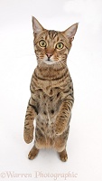 Bengal male cat standing up