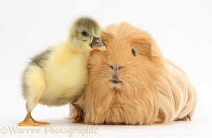 Cute Gosling and hairy Guinea pig