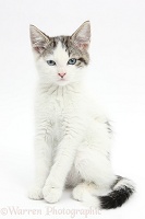 Blue-eyed tabby-and-white Siberian-cross kitten