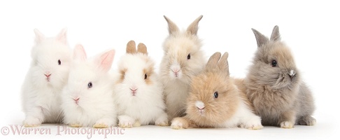 Six cute baby Lionhead bunnies in a row