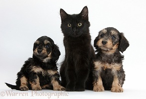 Black Maine Coon kitten and cute Daxiedoodle puppies