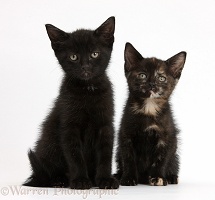 Black and black tortoiseshell kittens
