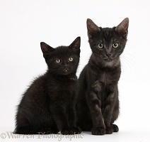 Black and smoke black kittens