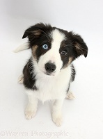 Odd-eyed Tricolour Border Collie pup, looking up