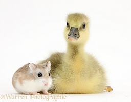 Cute Gosling and Roborovski Hamster