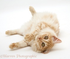 Red silver Turkish Angora cat lying on side