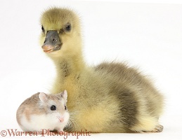 Cute Gosling and Roborovski Hamster