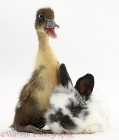 Duckling and black-and-white baby bunny