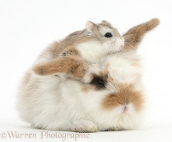 Cute baby bunny and Roborovski Hamster