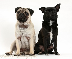 Fawn Pug and black Chug (Pug x Chihuahua), sitting