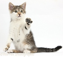 Tabby-and-white kitten sitting with raised paw