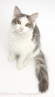 Grey-and-white cat