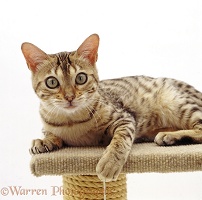 Bengal female cat