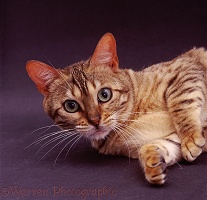 Portrait of Bengal cat