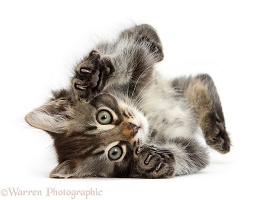 Tabby kitten, playfully rolling