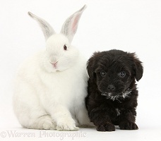 Black Yorkipoo pup, 6 weeks old, with white rabbit