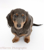Blue-and-tan Dachshund puppy