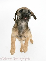Border Terrier pup